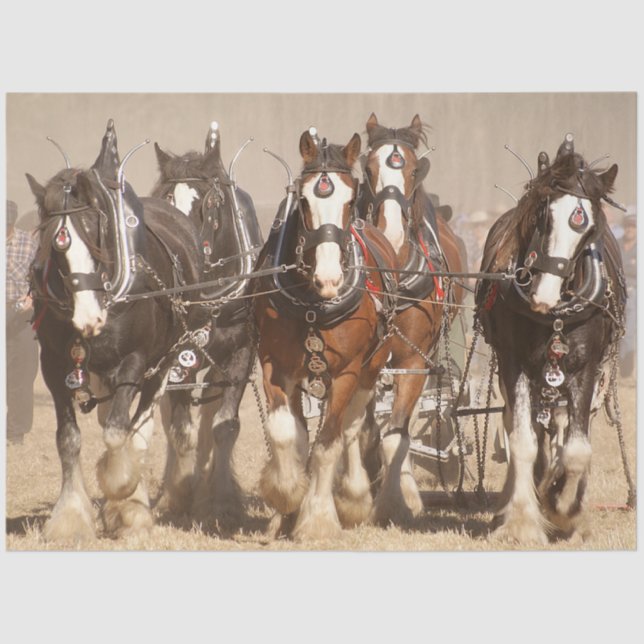 Beautiful Clydesdale Horses Plowing - Team Work Tissue Paper (Front)