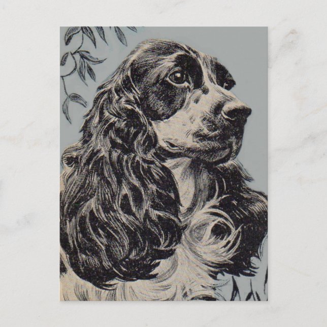 beautiful cocker spaniel postcard (Front)