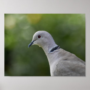 Beautiful Collared Dove  Poster