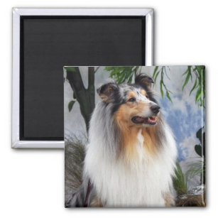 Beautiful Collie dog blue merle magnet, gift Magnet