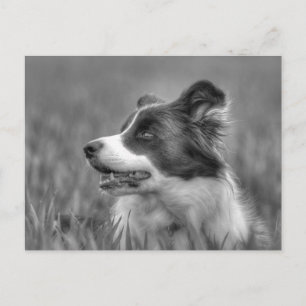 Beautiful Collie Dog Postcard
