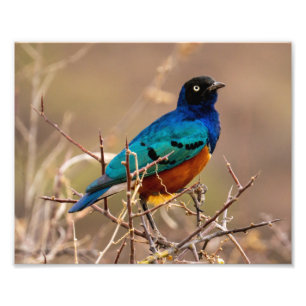 Beautiful Colorful Bird in the Bush Photo Print