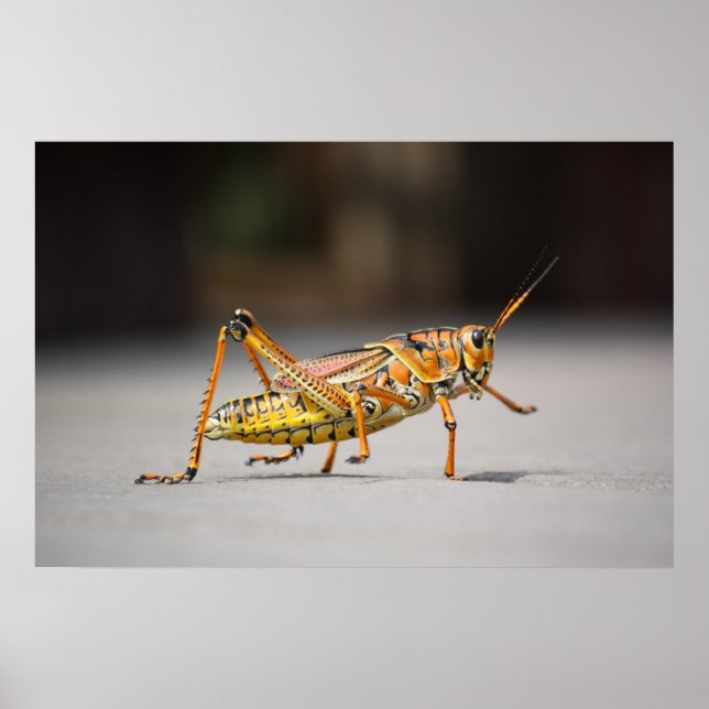 Beautiful colorful grasshopper in close-up poster (Front)