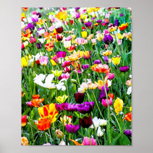 Beautiful Colorful Tulips Artsy Floral Poster