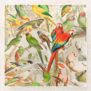 Beautiful Colorful Vintage Tropical Birds Parrots Glass Coaster