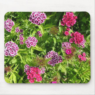 beautiful colour flowers, carnation mouse pad