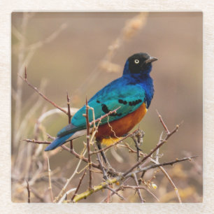 Beautiful Colourful Bird in the Bush Glass Coaster