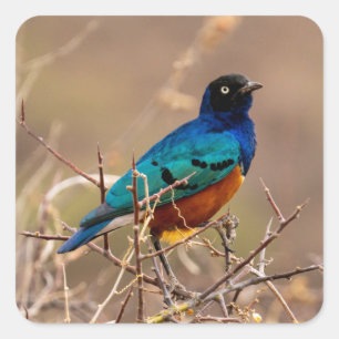 Beautiful Colourful Bird in the Bush Square Sticker