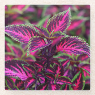 Beautiful Colourful Coleus Leaves Glass Coaster