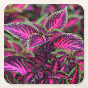 Beautiful Colourful Coleus Leaves Square Paper Coaster