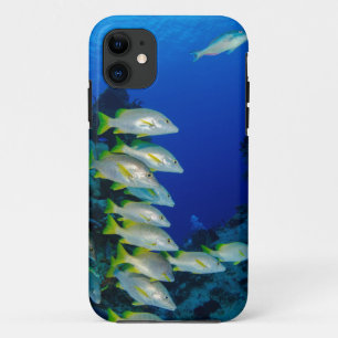 Beautiful Colourful Fishes   Best gift for sea lif iPhone 11 Case