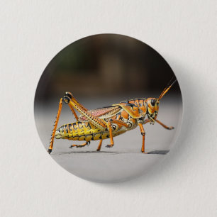 Beautiful colourful grasshopper in close-up 2 inch round button