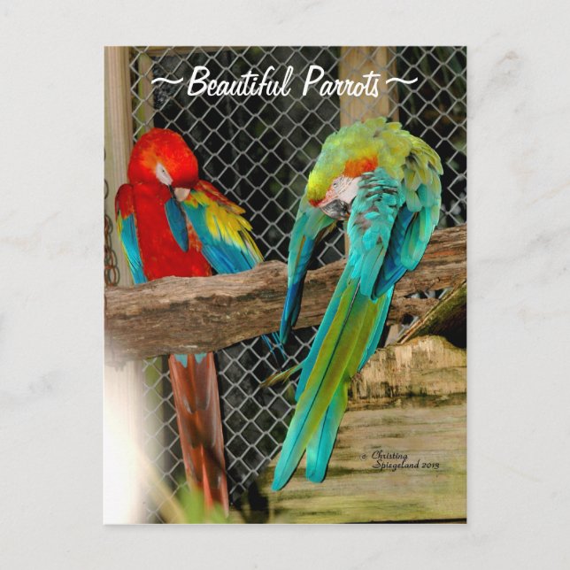 Beautiful colourful Parrots birds Postcard (Front)