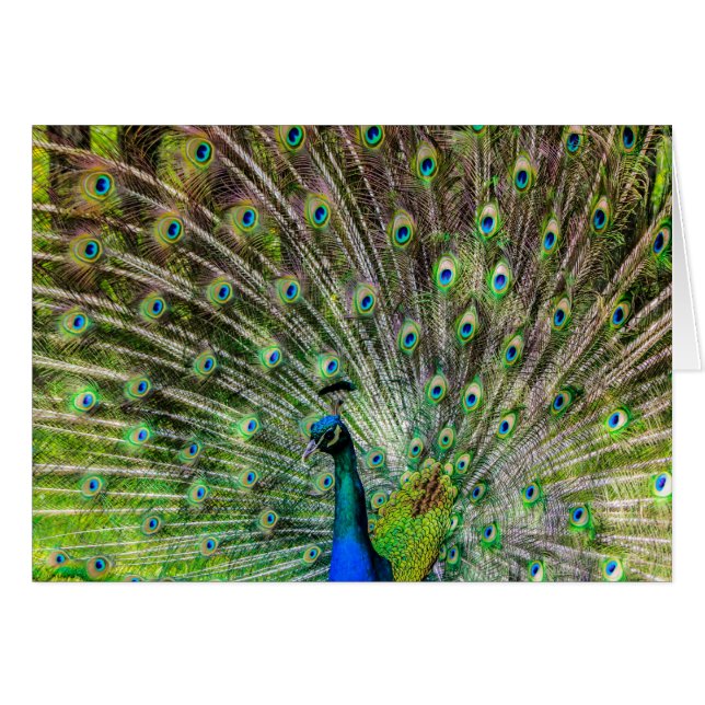 Beautiful, colourful peacock (Front Horizontal)
