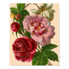 Beautiful Colourful Roses