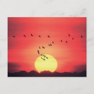 Beautiful colourful sunset with birds flying postcard