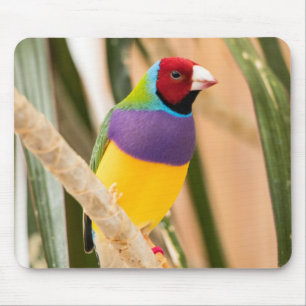 Beautiful Colourful Zebra Finch Bird Mouse Pad
