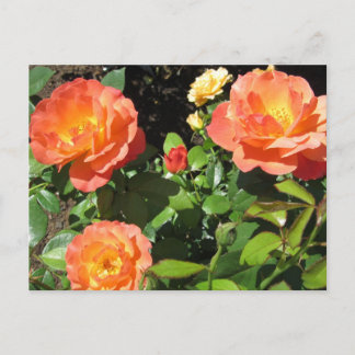 Beautiful Coral Roses Postcard