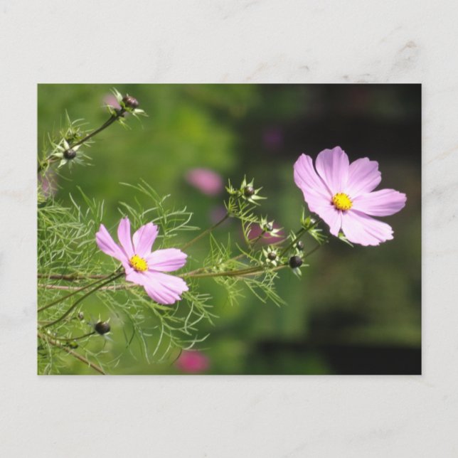 Beautiful Cosmea Flowers Vertical DIY Postcard (Front)