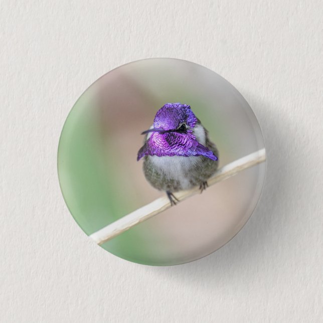 Beautiful Costa's hummingbird  1 Inch Round Button (Front)