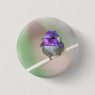 Beautiful Costa's hummingbird 1 Inch Round Button