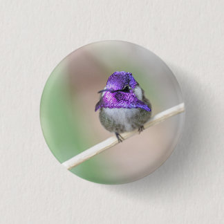 Beautiful Costa's hummingbird  1 Inch Round Button