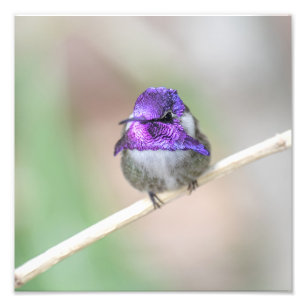 Beautiful Costa's hummingbird  Photo Print