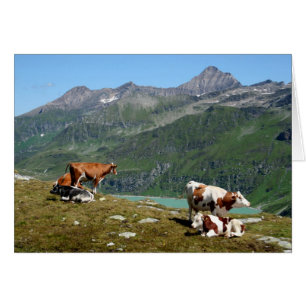 Beautiful Cows High Up In The Mountains