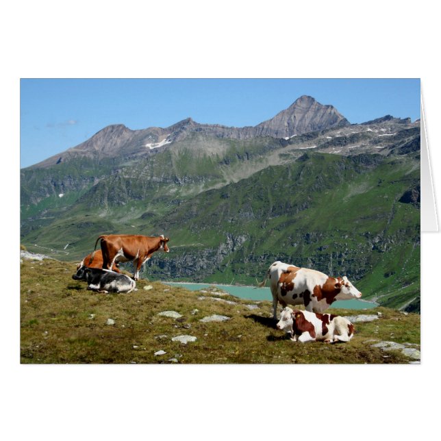 Beautiful Cows High Up In The Mountains (Front Horizontal)