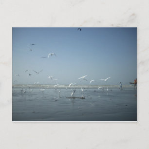 Beautiful Cranes Flying Over Water Nature's Ballet Postcard