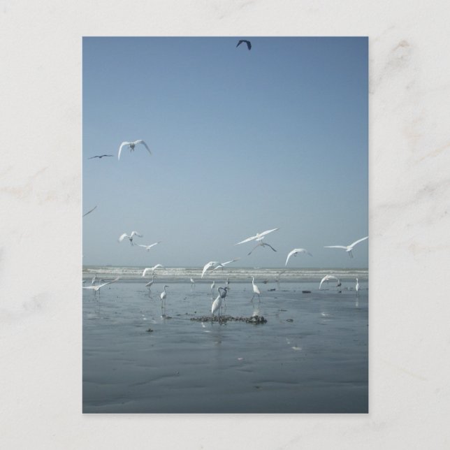 Beautiful Cranes Flying Over Water Nature's Ballet Postcard (Front)