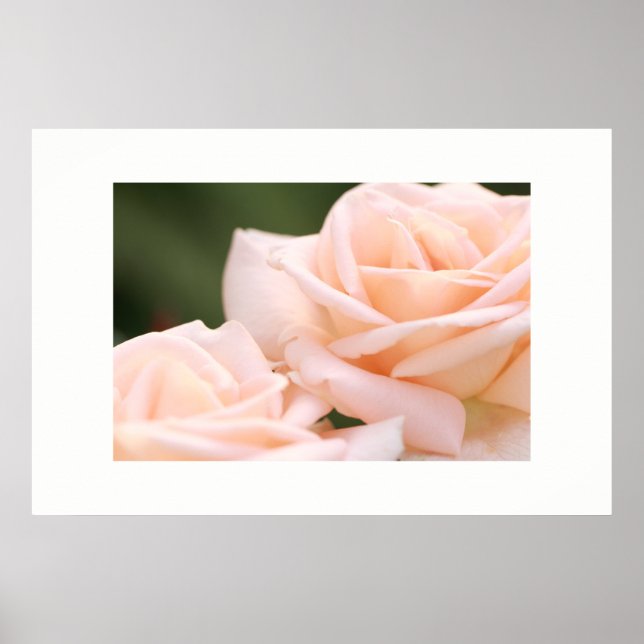 Beautiful Cream Roses Poster (Front)