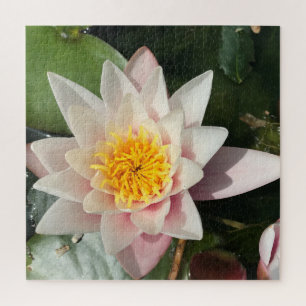 Beautiful Creamy Pink Water Lily, Lotus Blossom Jigsaw Puzzle