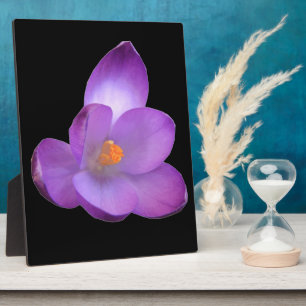 Beautiful Crocus Plaque