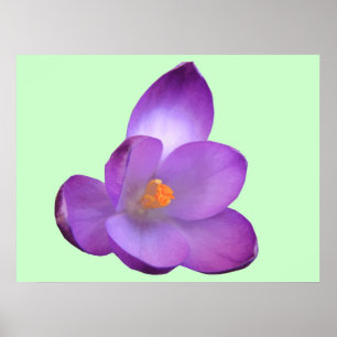 Beautiful Crocus Print