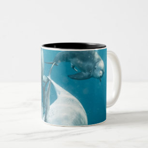 Beautiful Cute Dolphins Two-Tone Coffee Mug