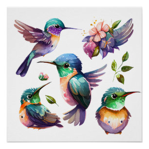 Beautiful & Cute Hummingbirds for Bird Lovers on   Poster