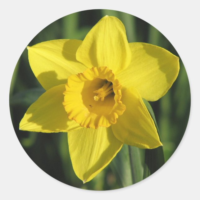 Beautiful Daffodil Classic Round Sticker (Front)