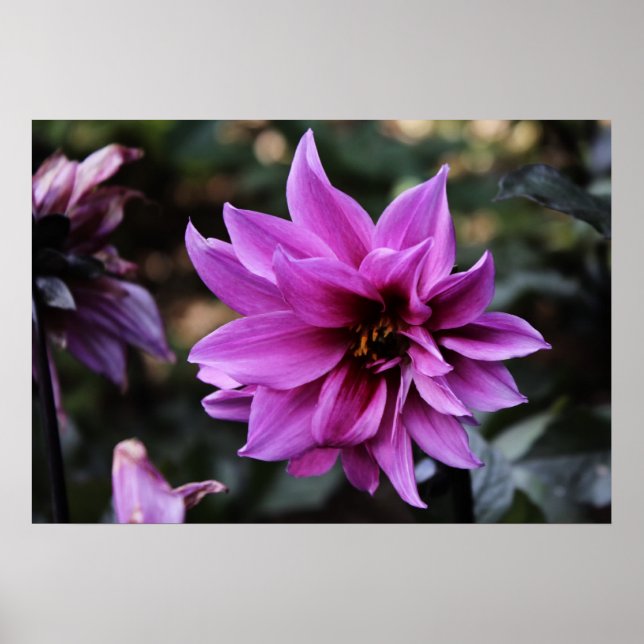 Beautiful Dahlia Flower Poster (Front)
