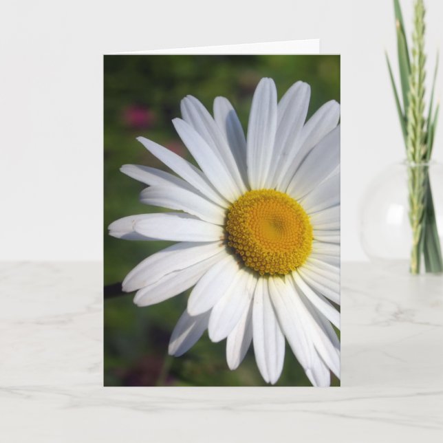 Beautiful Daisy Card (Front)