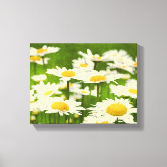 Beautiful Daisy Flowers Canvas Print (Front)