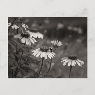 Beautiful daisy flowers fine art photography. postcard