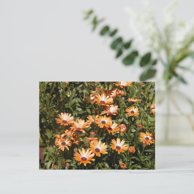 Beautiful Daisy Flowers Postcard (Standing Front)