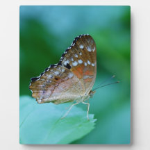 Beautiful Danaus Plexippus Butterfly on Leaf.