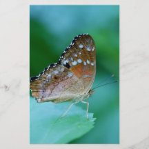 Beautiful Danaus Plexippus Butterfly on Leaf.