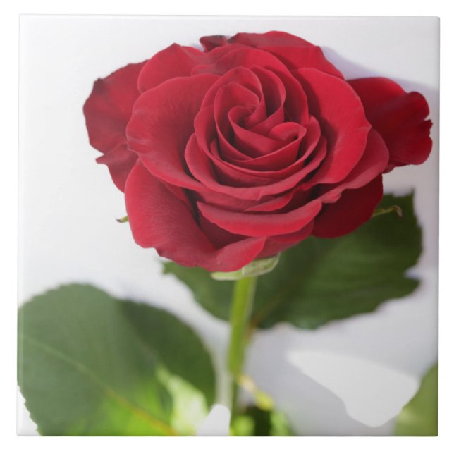 Beautiful Deep Red Rose Flower Floral Tile (Front)