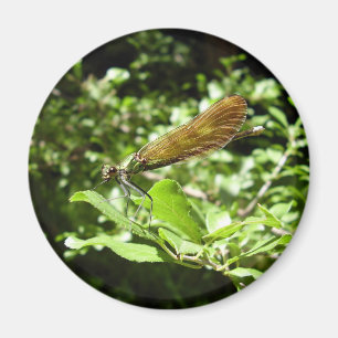 Beautiful Demoiselle Magnet