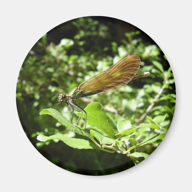 Beautiful Demoiselle Magnet (Front)