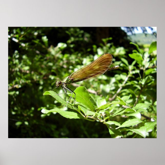 Beautiful Demoiselle Poster (Front)