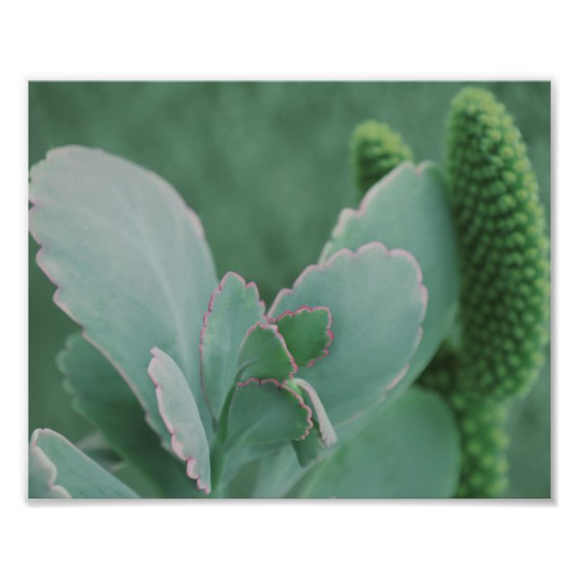 Beautiful Desert Plant Art Photograph (Front)